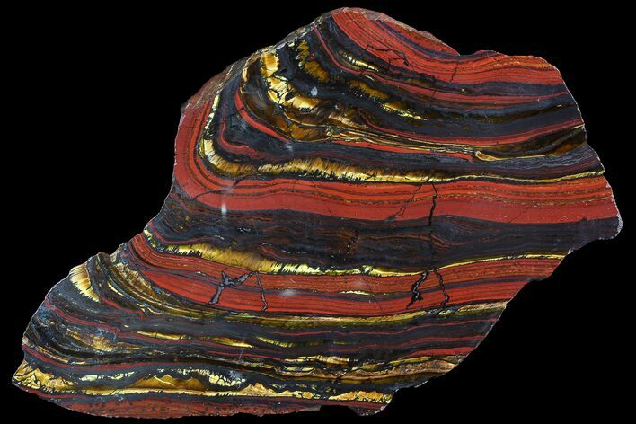 Polished Tiger Iron Stromatolite - ( Billion Years) #92954